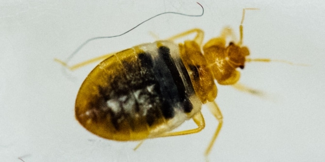 bed bug types